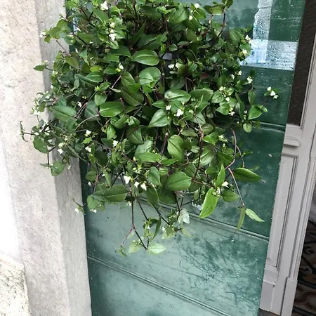 Casa Ortensia Blu Maslianico