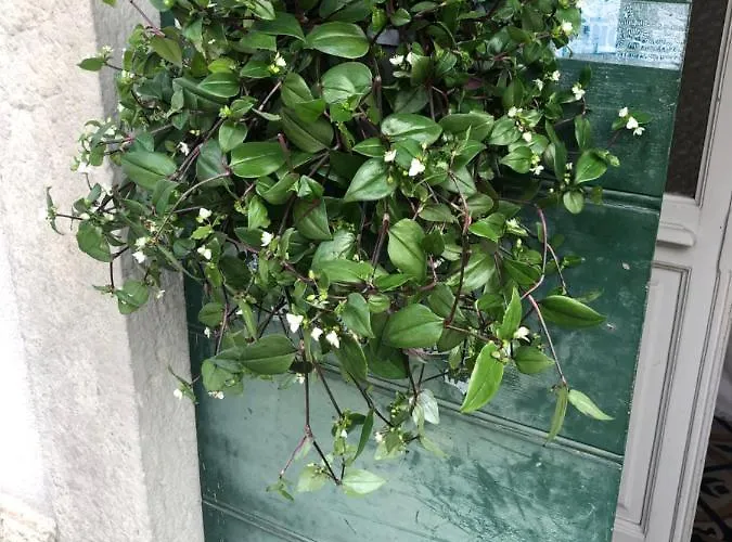 Casa Ortensia Blu Масльянико