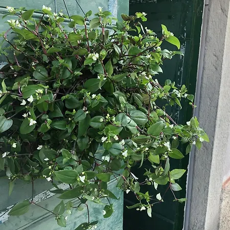 Bed & Breakfast Casa Ortensia Blu Maslianico